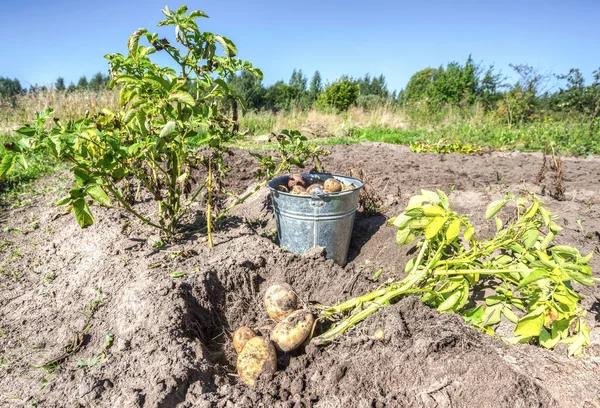 Nyligen grävt ekologisk potatis av nya skörden — Stockfoto