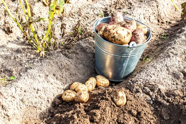 Freshly dug organic potatoes of new harvest — Stock Photo, Image
