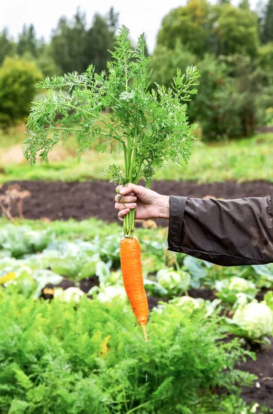 Fresh organic carrot in the hand — Stock Photo, Image