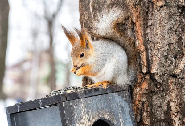 Red squirrel eating sunflower seeds in the park — Stock Photo, Image