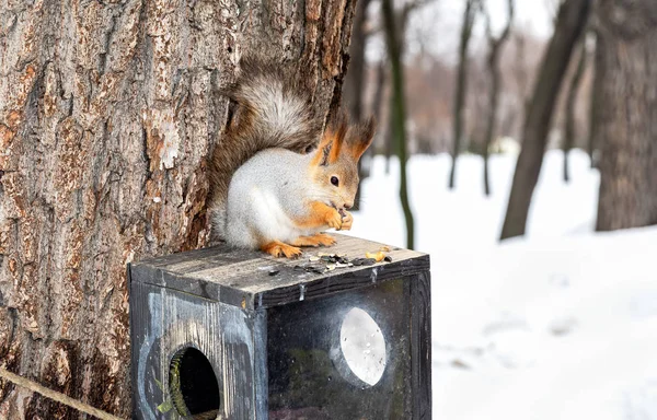 Red squirrel eating sunflower seeds in the park — Stock Photo, Image