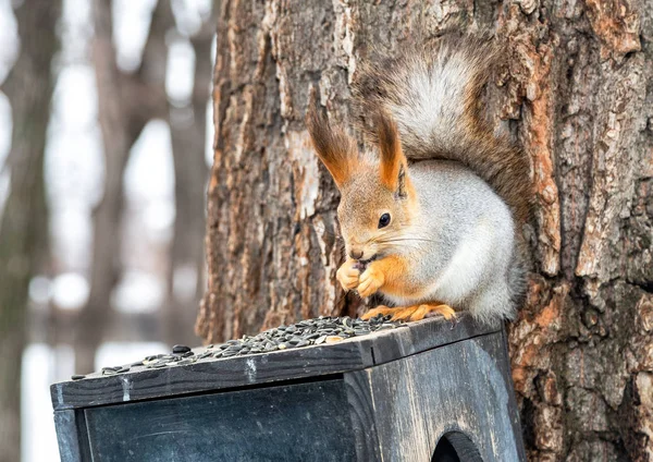 Red squirrel eating sunflower seeds in the park — Stock Photo, Image