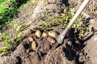 Taze organik patates yeni hasat kazdık
