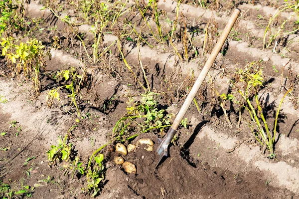 Patatas orgánicas recién cavadas de nueva cosecha — Foto de Stock