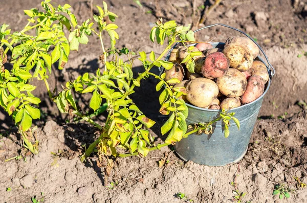 Patatas orgánicas recién cavadas en cubo de metal — Foto de Stock