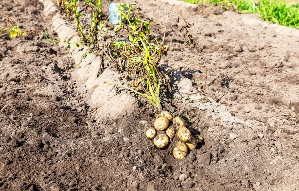 Potatis skörd på fältet — Stockfoto