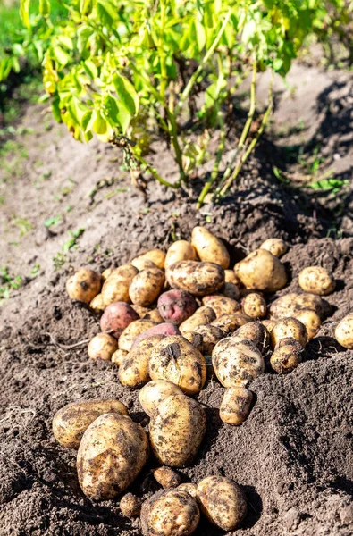 Cosecha de patatas en el campo — Foto de Stock