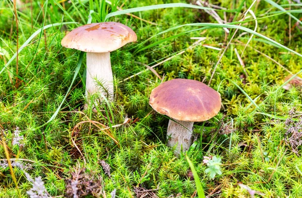 Лесные съедобные грибы в зеленом мху — стоковое фото