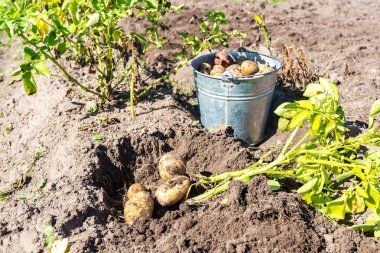 Alanda patates hasat