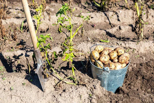 Récolte de pommes de terre sur le champ — Photo