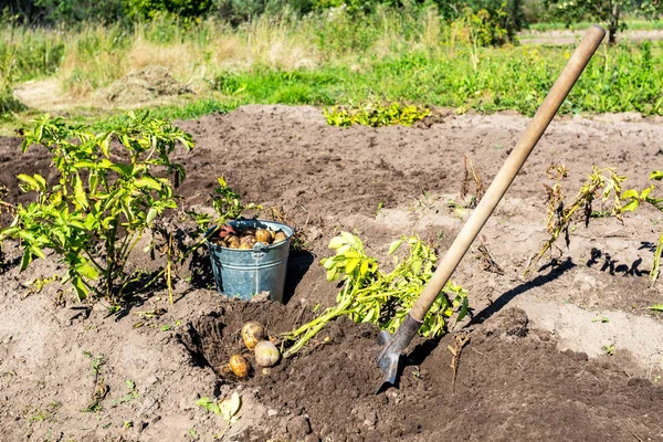 Cosecha de patatas en el campo —  Fotos de Stock