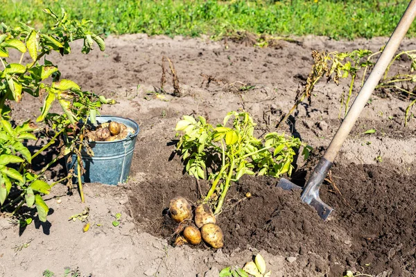 Alanda patates hasat — Stok fotoğraf