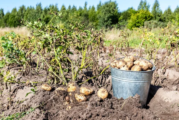 Vers gegraven biologische aardappelen van nieuwe oogst — Stockfoto