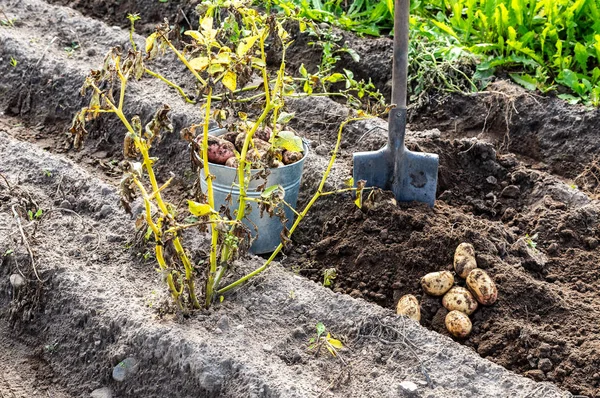 Patatas de nueva cosecha y pala en la plantación de patatas — Foto de Stock