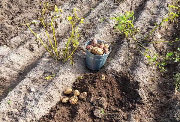Potatoes of new harvest and shovel at the potatoes plantation — Stock Photo, Image