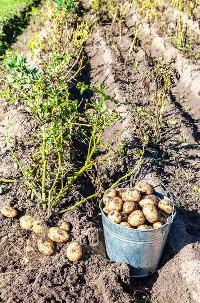 Vers geoogste biologische aardappelen in metalen emmer — Stockfoto