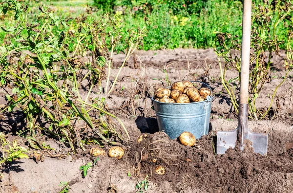 Ziemniaki z nowych zbiorów i łopaty w plantacji ziemniaków — Zdjęcie stockowe