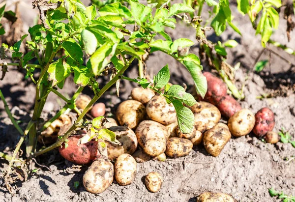 Freshly dug organic potatoes of new harvest — Stock Photo, Image