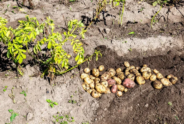 Patatas orgánicas recién cavadas de nueva cosecha — Foto de Stock