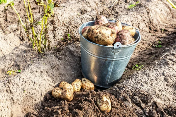 Patatas orgánicas recién cosechadas en cubo de metal en la vegeta — Foto de Stock