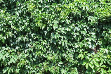 Yeşil yapraklar gibi doğal arka plan