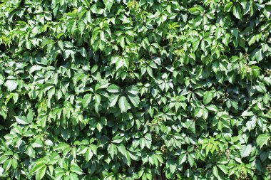 Yeşil yapraklar gibi doğal arka plan