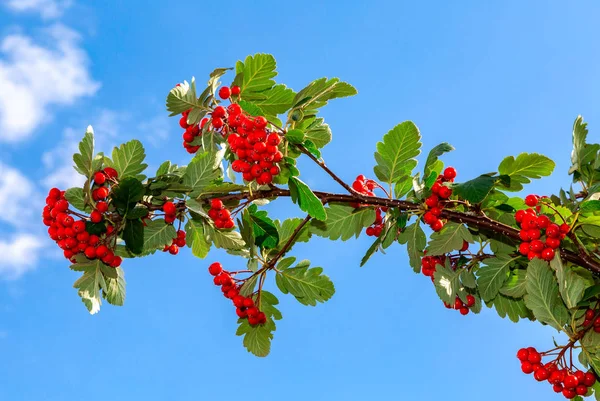 Bayas rojas y hojas de serbal contra el cielo —  Fotos de Stock