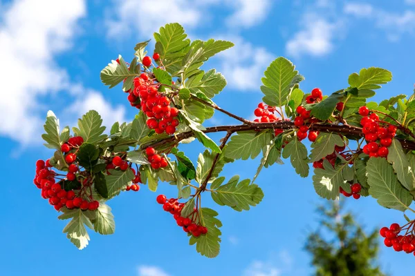 Bagas vermelhas e folhas de Rowan contra o céu — Fotografia de Stock