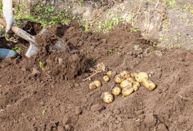 Patates tarlasında yeni patates hasadı.