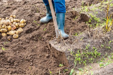 Patates tarlasında yeni patates hasadı.