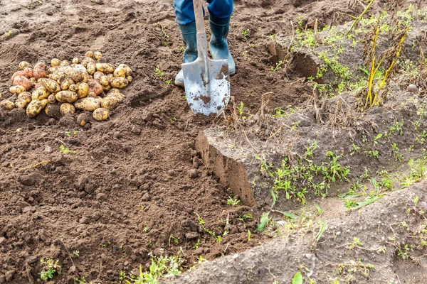 New potato harvesting on a potato field — Stock Photo, Image