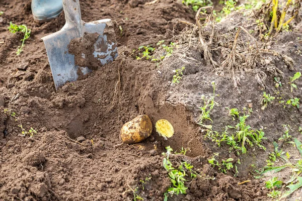 New potato harvesting on a potato field