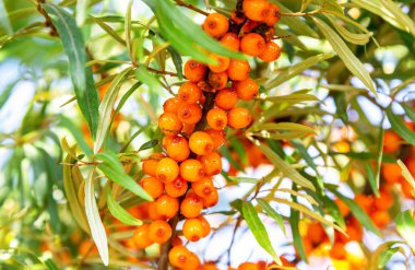 Doğal deniz dikeni Portakal küçük meyveleri
