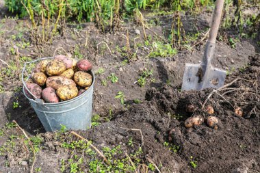 Metal kova taze hasat organik patates