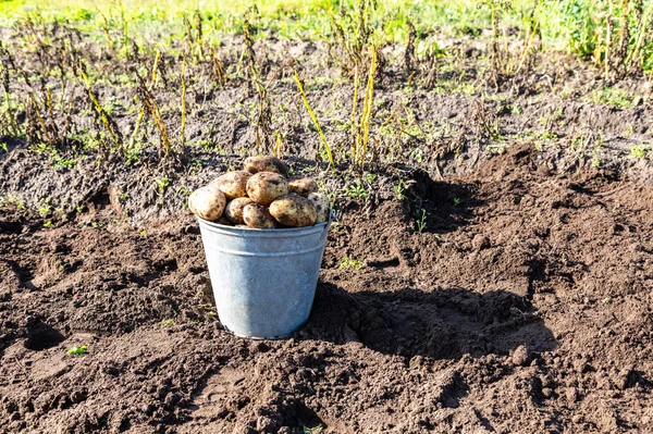 Freshly harvested organic potatoes in metal bucket — Stock Photo, Image