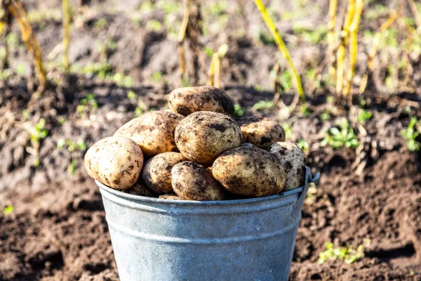 Freshly harvested organic potatoes in metal bucket — Stock Photo, Image
