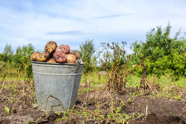 Patatas orgánicas recién cosechadas en cubo de metal — Foto de Stock