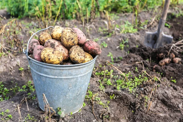 Nyskördad ekologisk potatis i metall skopa — Stockfoto