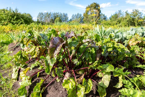 Rödbetor som växer i grönsaksträdgården — Stockfoto