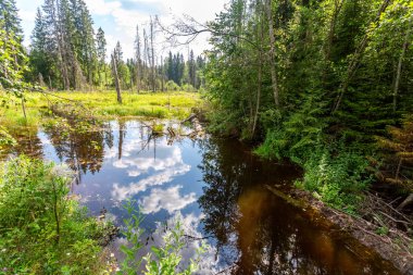 Yaz aylarında sulak alan ile orman manzara