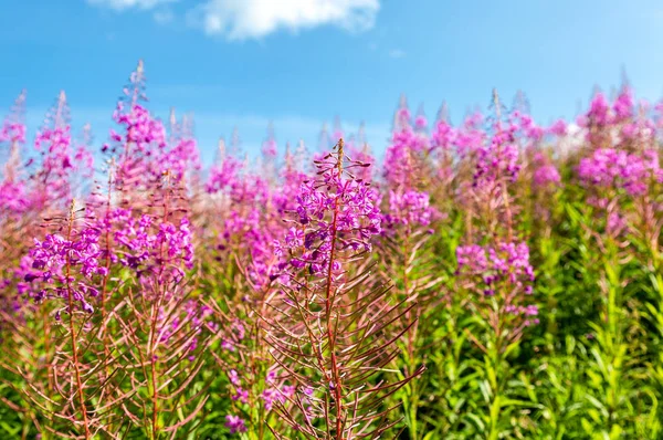 Fioletowy alpejski fireweed przeciwko błękitne niebo — Zdjęcie stockowe