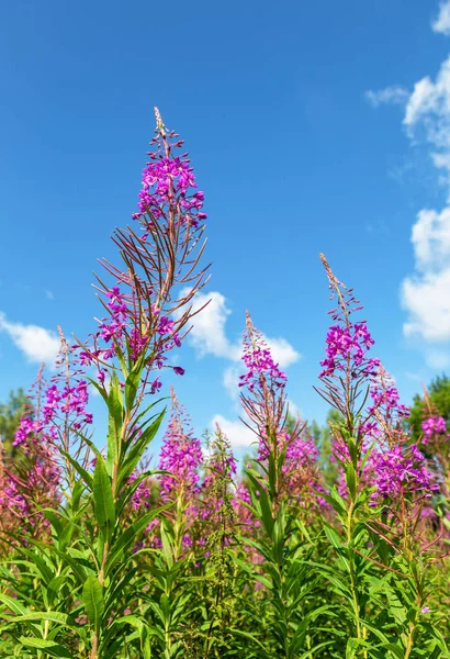 Purple Alpine fireweed in summer day — Stock Photo, Image