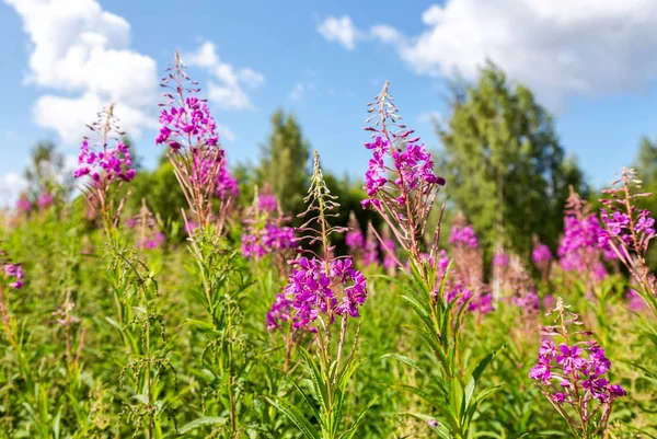Purple Alpine fireweed in summer day — Stock Photo, Image