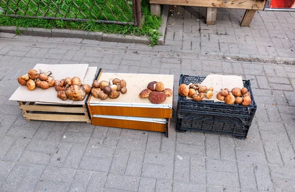 Frische essbare Pilze zum Verkauf bereit — Stockfoto