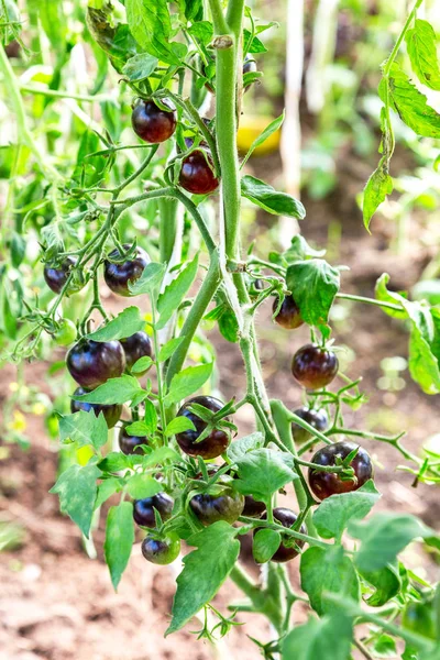 Frutas de tomate negro crecen en un invernadero — Foto de Stock