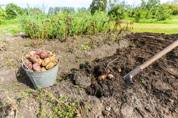 Vers geoogste biologische aardappelen in metalen emmer bij Vegeta — Stockfoto