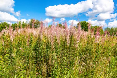 Fireweed çiçeklendikten sonra soldu