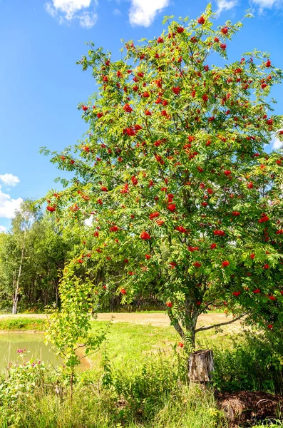 Rowan árbol con racimos rojos bayas —  Fotos de Stock