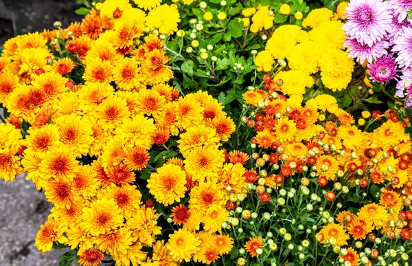 Organic background from decorative chrysanthemum flowers — Stock Photo, Image