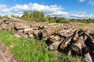 Güneşli bir yaz gününde bir orman yolunda ağaç kütükleri birikmiş. Ormanların yok edilmesi çevre sorunu